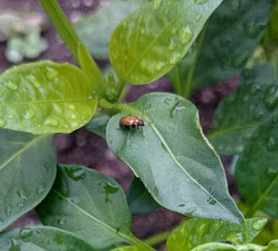 畑のバジルを食べる害虫 ウリハムシモドキ との戦い 駆除