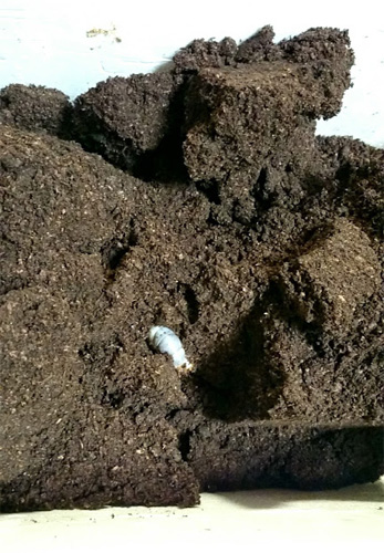 カブトムシの幼虫の発酵マットがフンまみれで あわてて交換 お専務通信